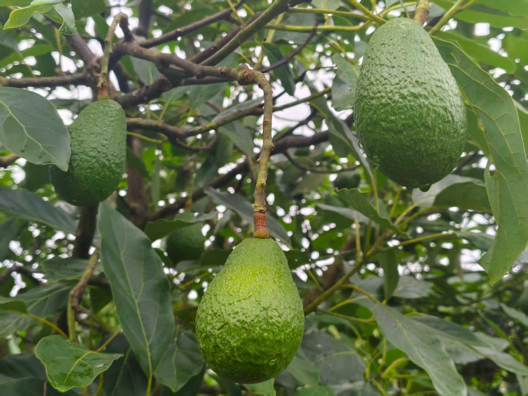 云南玉溪 哈斯牛油果