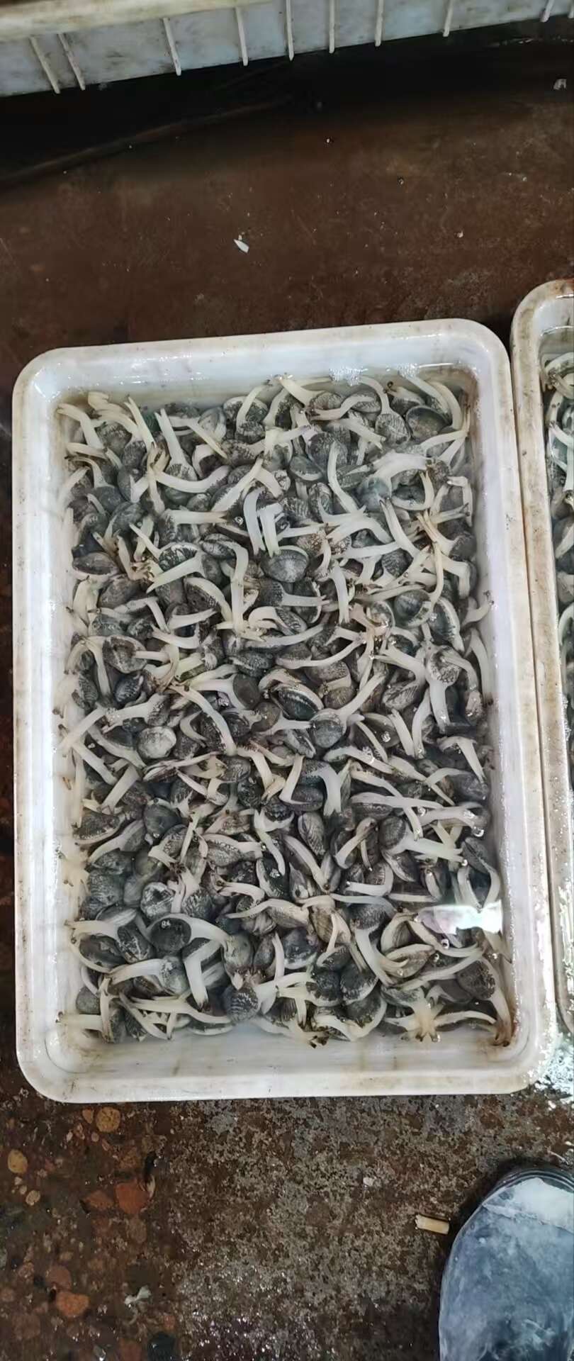 无沙花甲批发，40粒60粒90粒欢迎合作。精品无沙花甲。