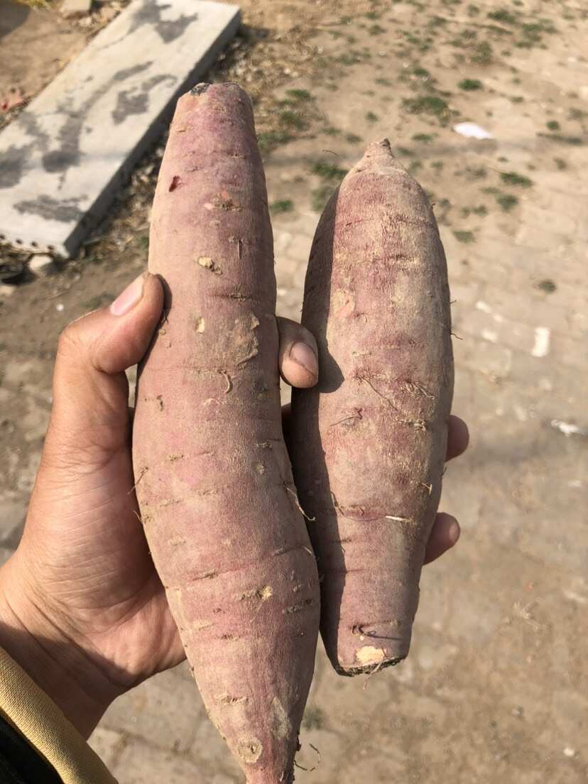 红瑶红薯