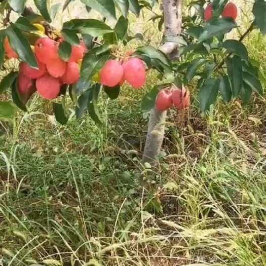 通辽口感甘甜，沙土地种植，无农药的鸡心果