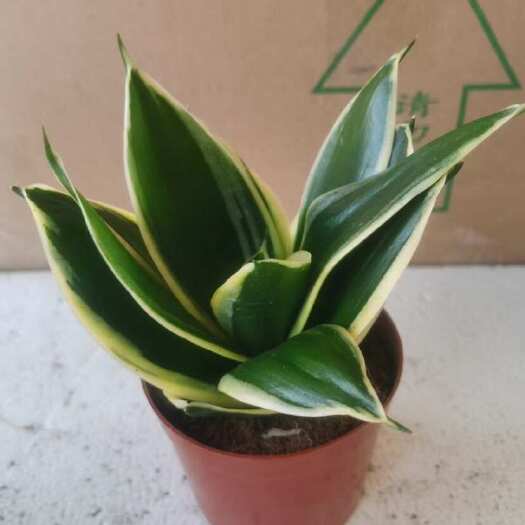 漳州虎皮兰系列迷你款荷花兰