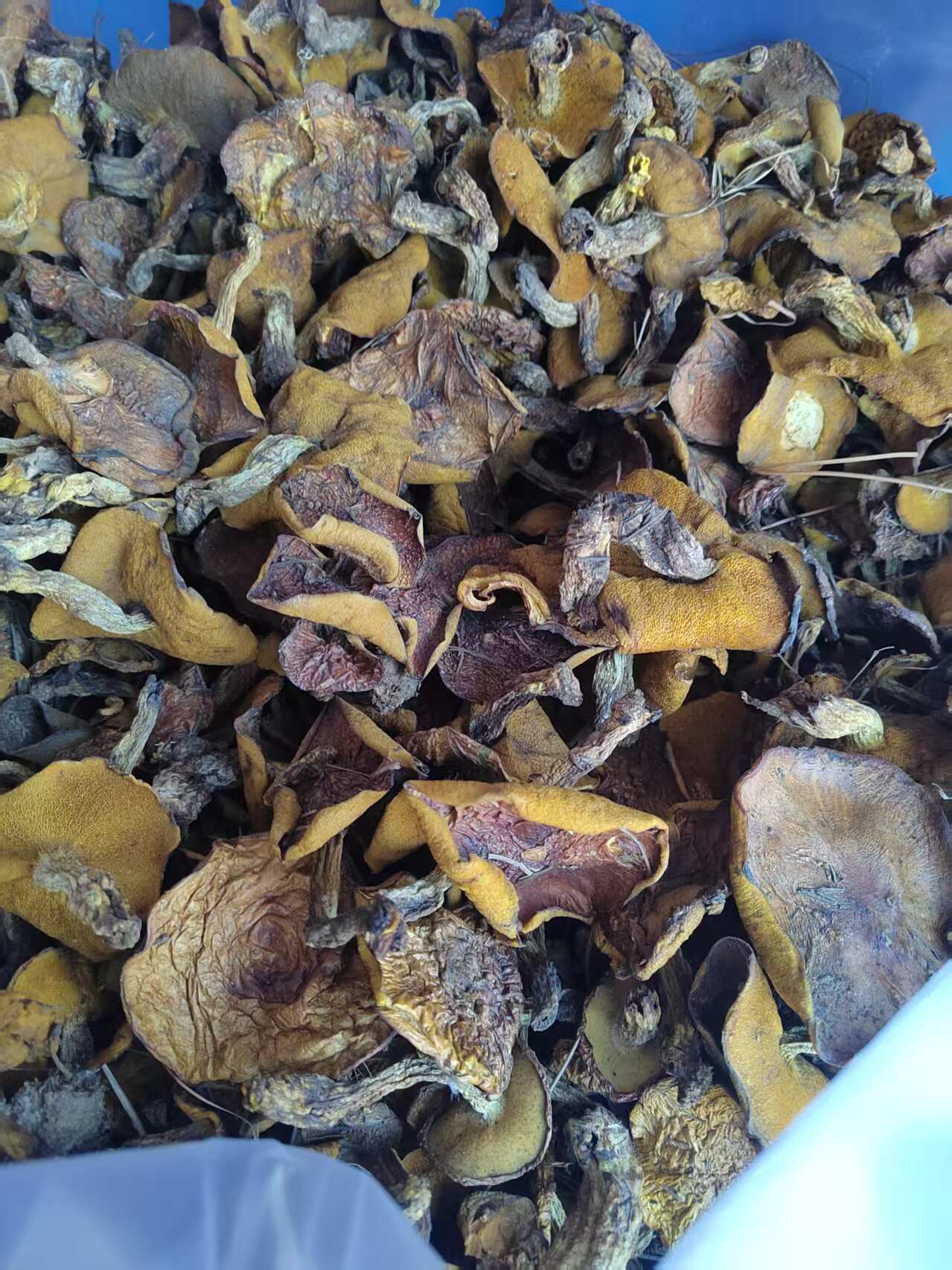 低端货松蘑（未去根未筛分）