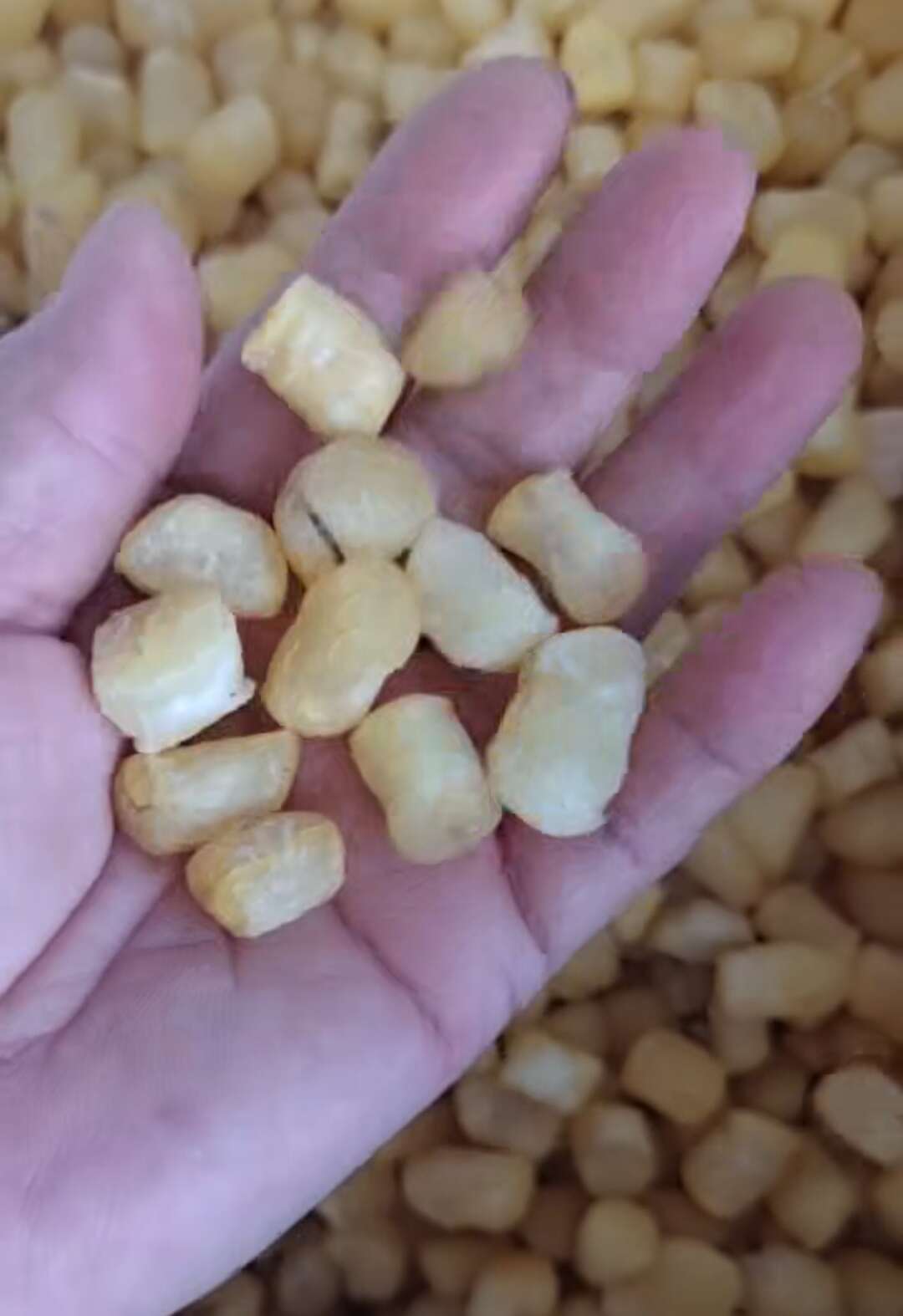 滨州扇贝丁！干贝瑶柱！干度好！微咸，淡干都有产地直发无差价