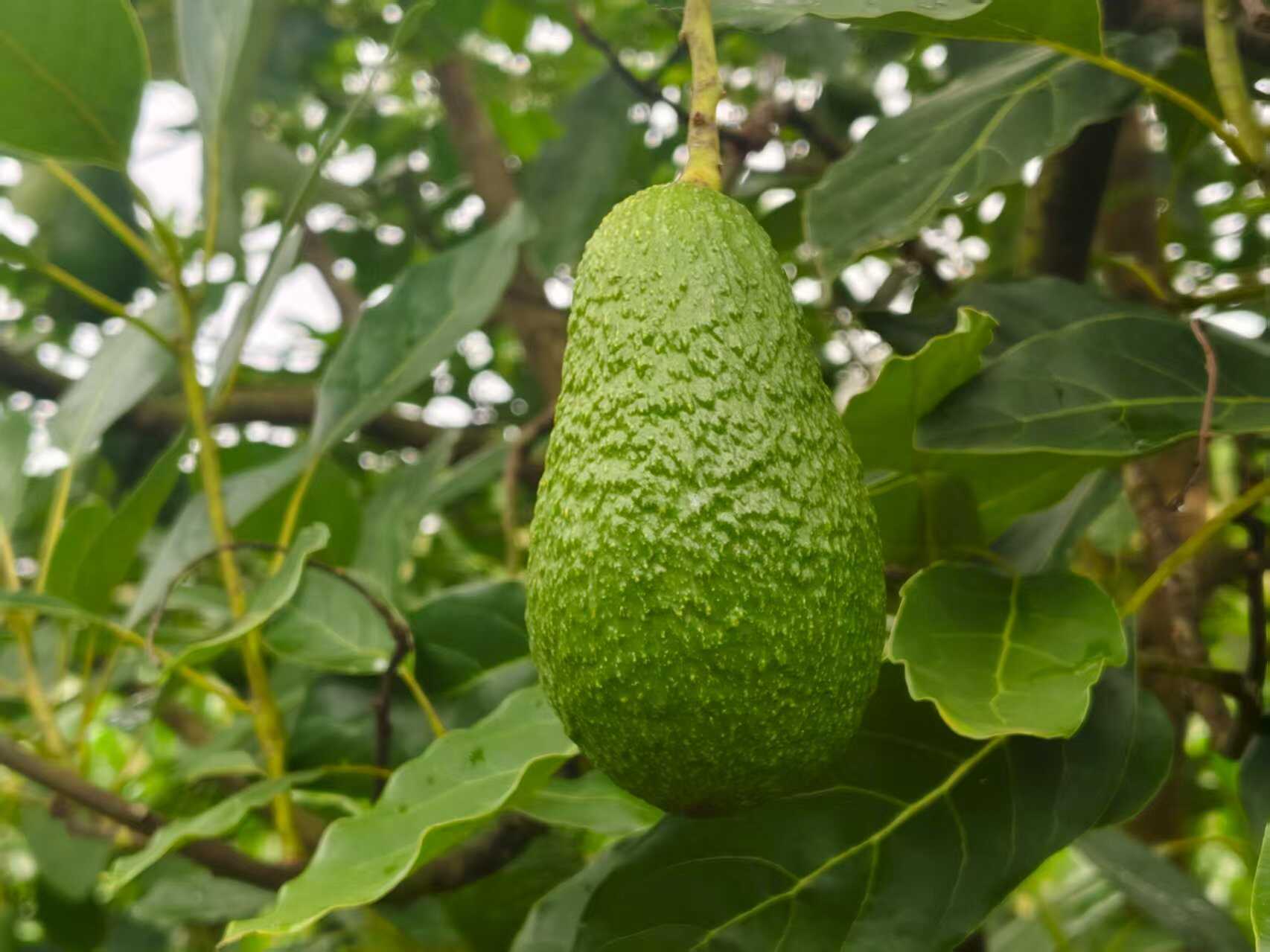 云南玉溪 哈斯牛油果