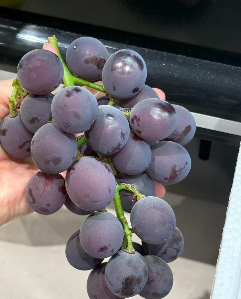 贵州自己种的巨峰葡萄，可以现场勘察