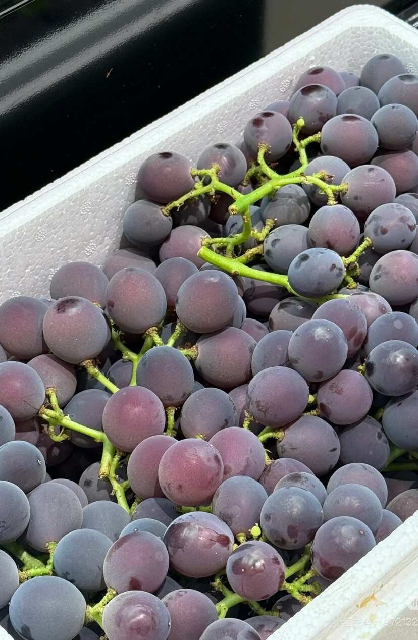 贵州自己种的巨峰葡萄，可以现场勘察
