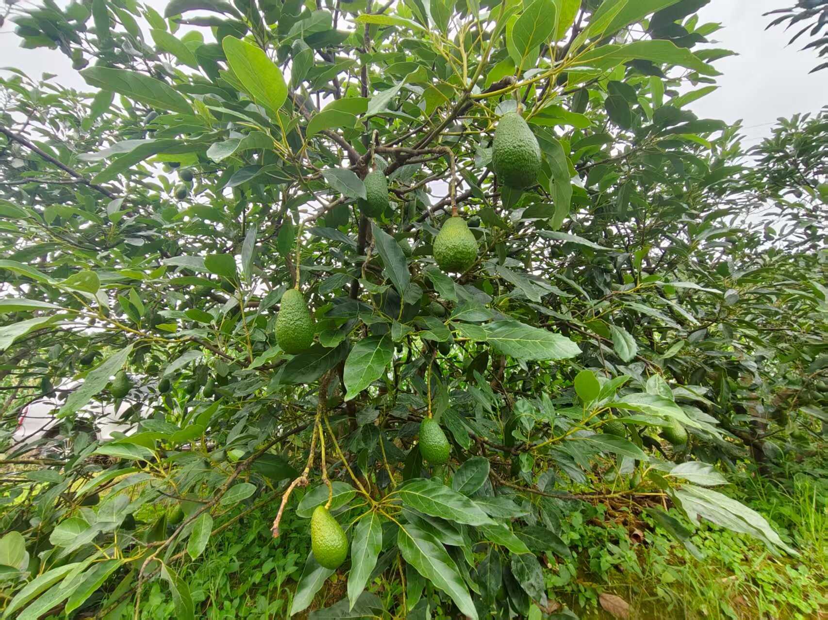 云南玉溪 哈斯牛油果