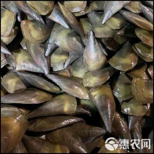 遂溪县带子