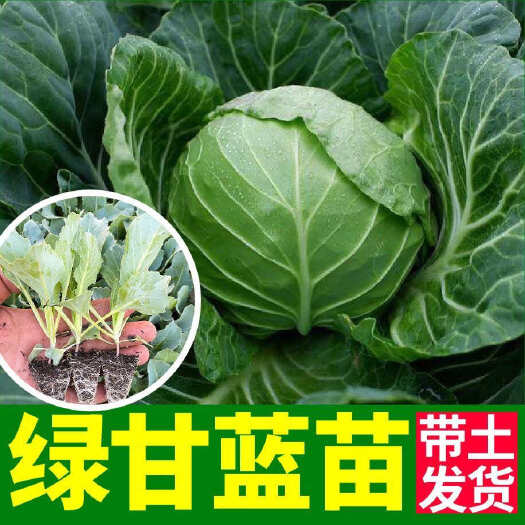 沭阳县甘蓝苗秧包菜苗卷心菜秧苗种苗绿甘蓝苗甘蓝菜苗秧四季种植甘蓝苗