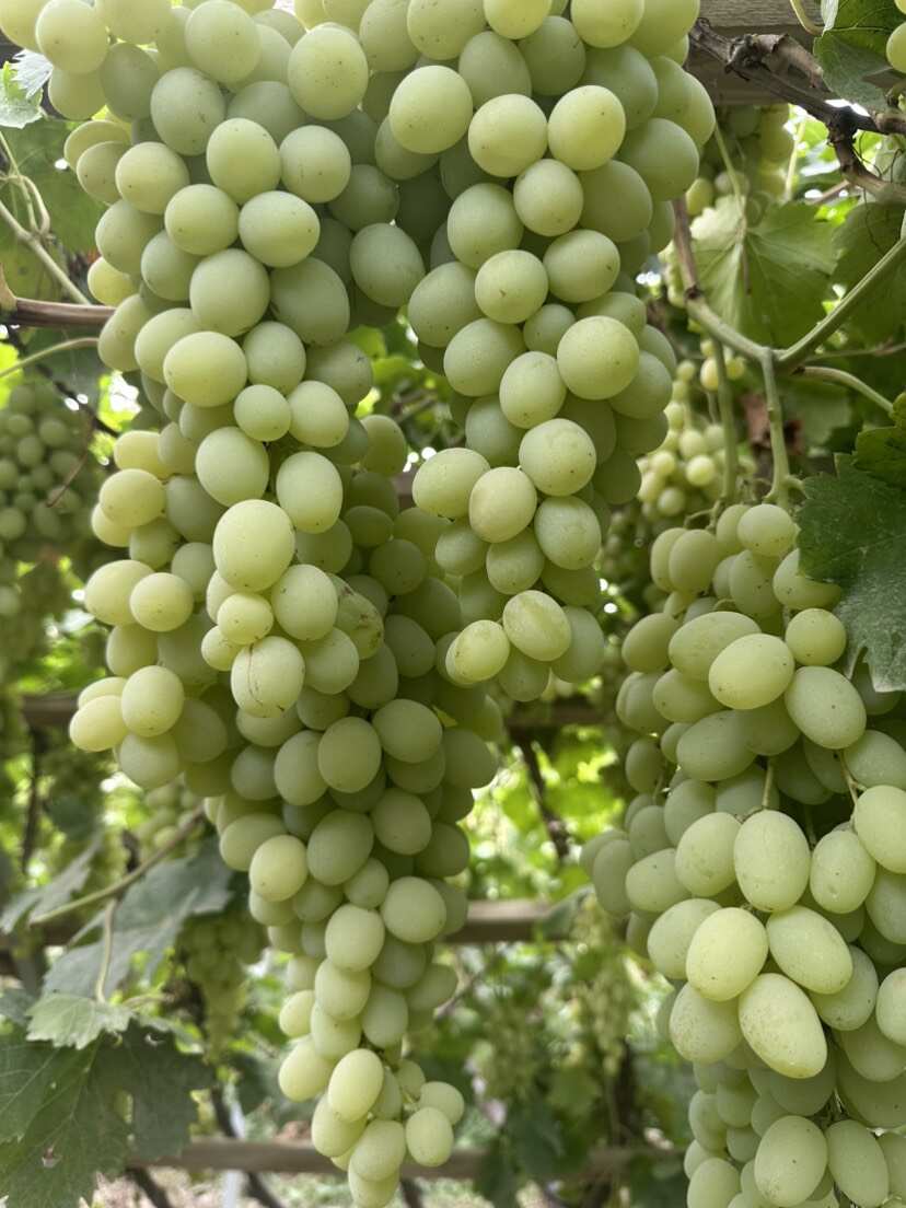 新疆木纳格葡萄人工采摘，甄选好果，产地直发，支持现场看货