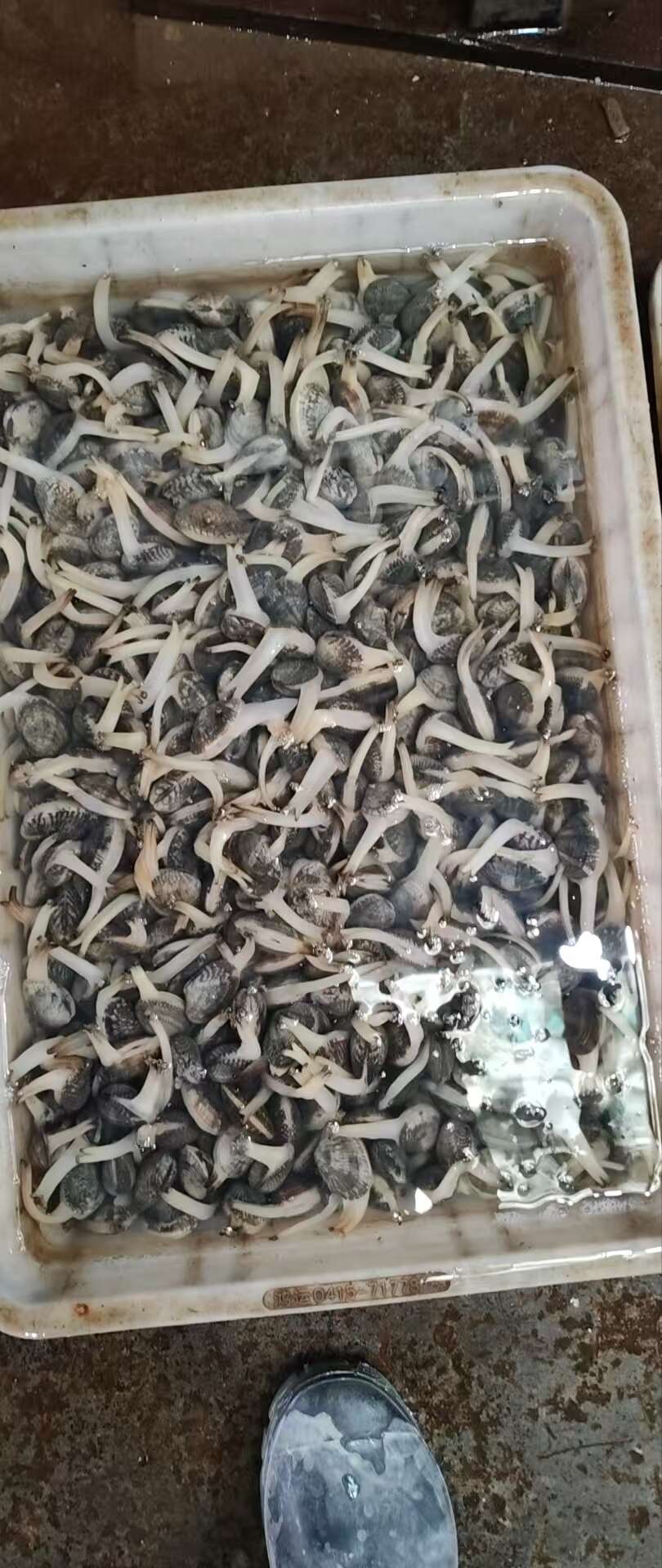 无沙花甲批发，40粒60粒90粒欢迎合作。精品无沙花甲。