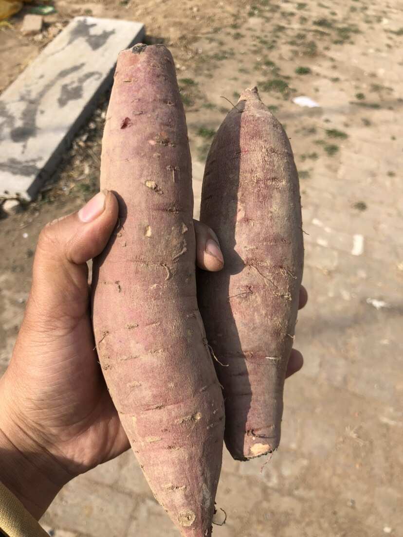 红瑶红薯