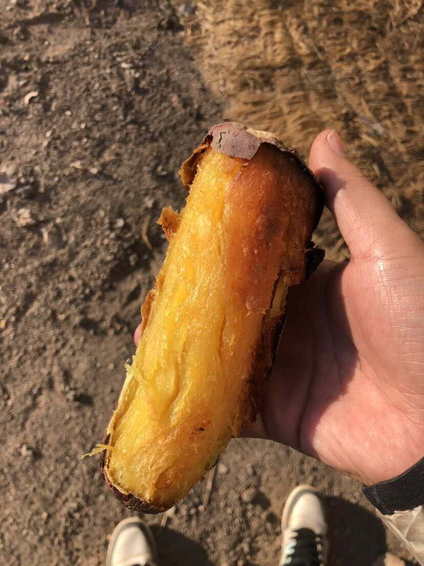 红瑶红薯