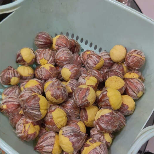 攀枝花新鲜带壳锥栗，建瓯锥栗大果，农户现摘板栗，欢迎老板选购