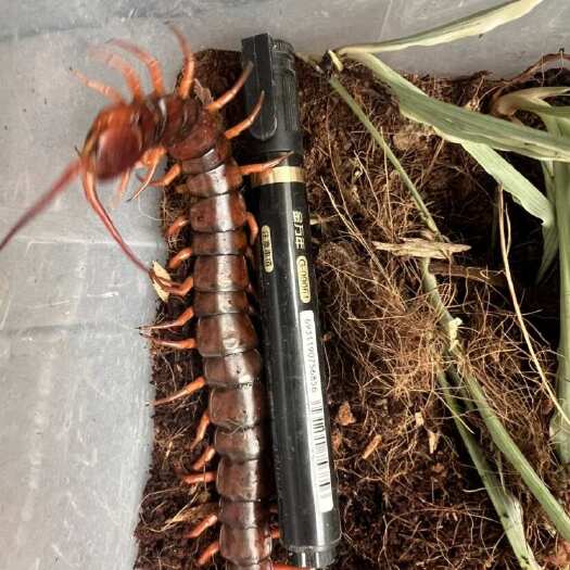 南宁大量活蜈蚣，标本宠物批发零售15cm以上