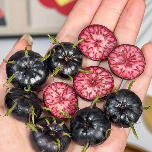 马关县马关红果参自有种植基地