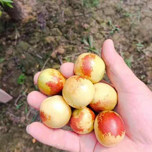 滨州冬枣，婆枣，枣翠王产地直供