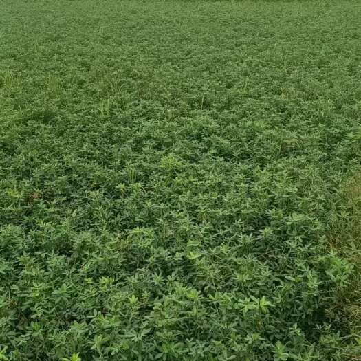 宜宾宜宾叙州区约20亩规模种植七彩花生