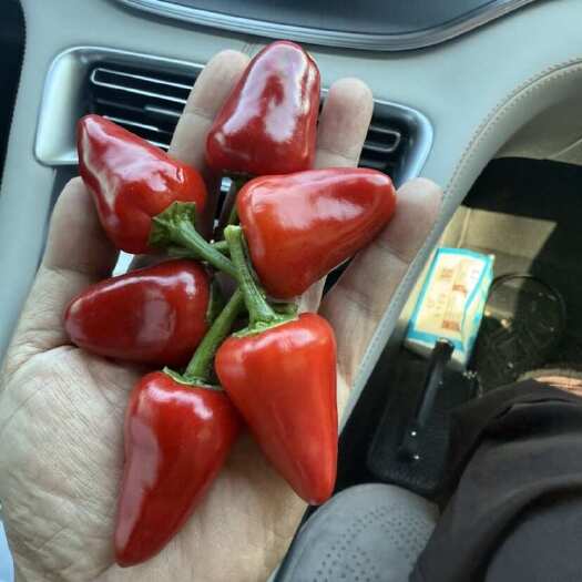 内蒙古通辽草莓椒，马上上市了，色泽亮，皮肉厚，出层高，