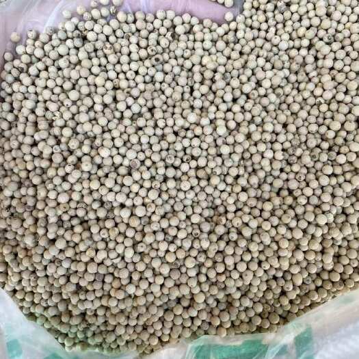 玉林白胡椒 海南白胡椒 越南白胡椒