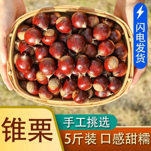 建瓯市福建建瓯高山锥栗，板栗圆栗子，网红电商供应链。