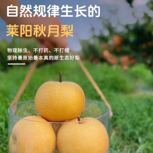 莱阳市莱阳沙地秋月梨