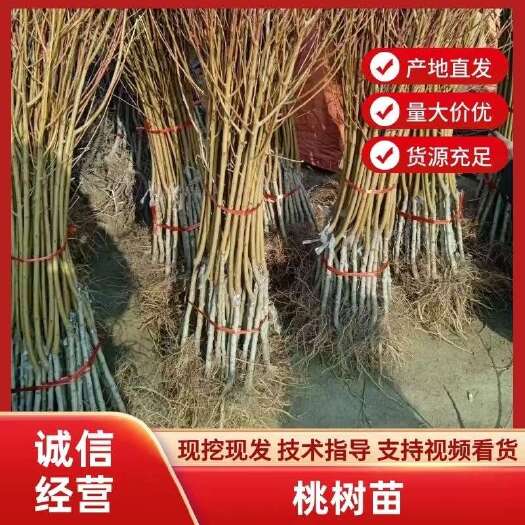 平邑县沂蒙映霜红桃苗嫁接山东水蜜桃晚熟脆甜桃子果树冬桃批发基地包邮
