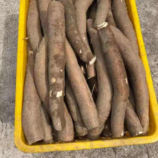 灵山县黄心木薯 华南9号 广西发货 粉糯香甜