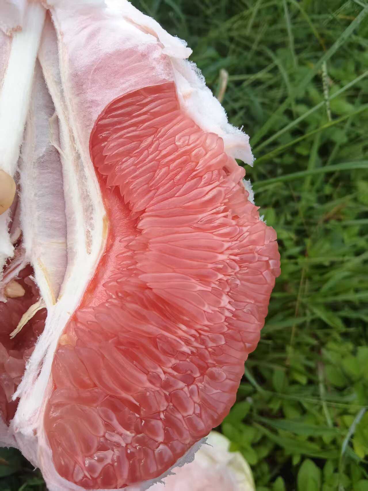 梅州原产地三红蜜柚