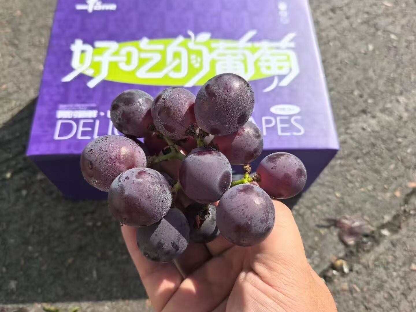 莓佳一号 好吃的葡萄巨峰葡萄选福安每颗都饱满拿品质说话