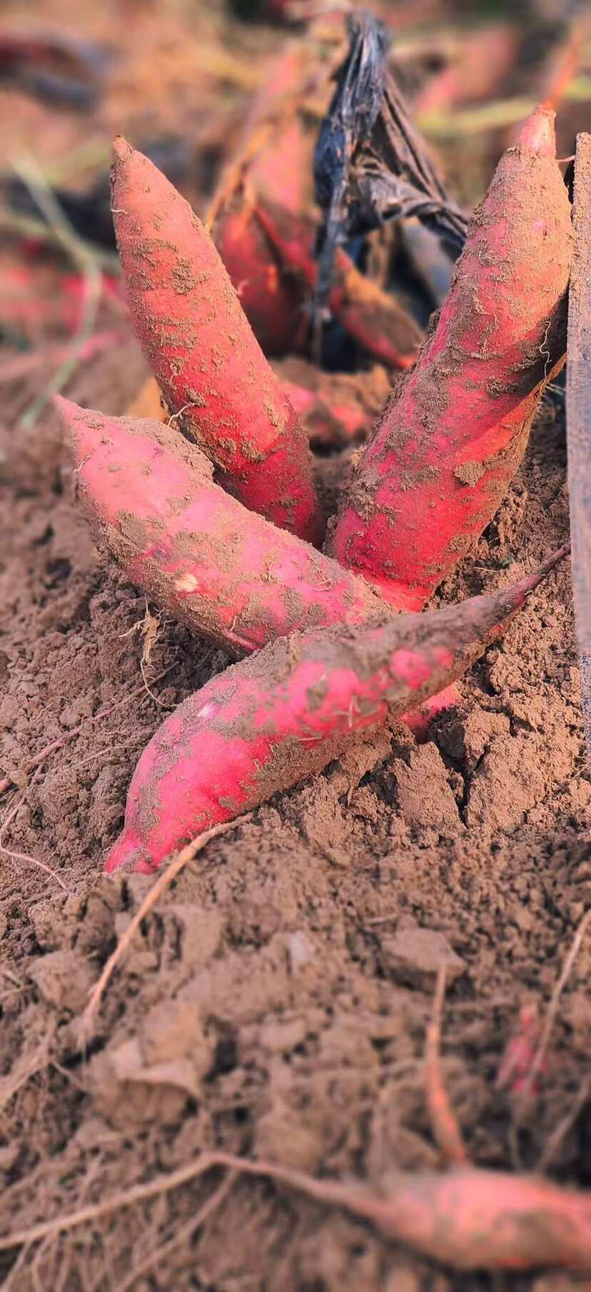 夏津县西瓜红、西瓜红红薯