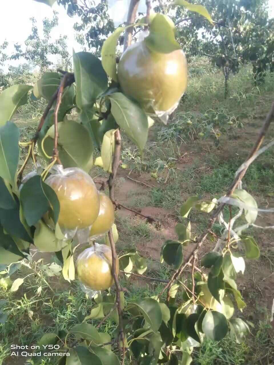 隰县玉露香梨 小西天