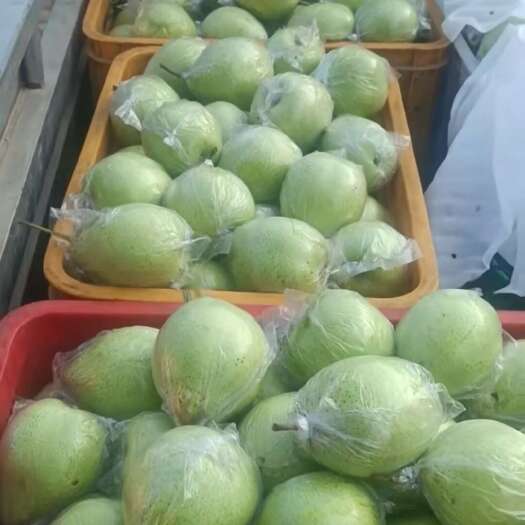 泊头市鸭梨