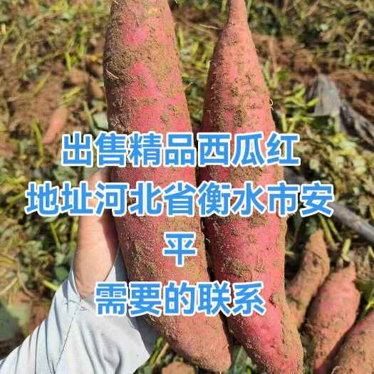 西瓜红红薯大量有货 精品条形好！
