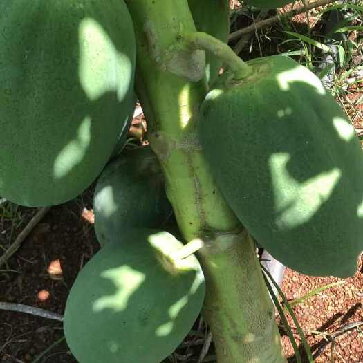 徐闻县红土木瓜