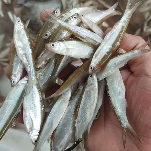 博白县白肖