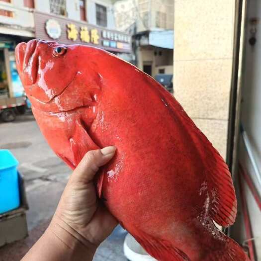 石斑鱼中的贵族爱马仕，红瓜子石斑鱼