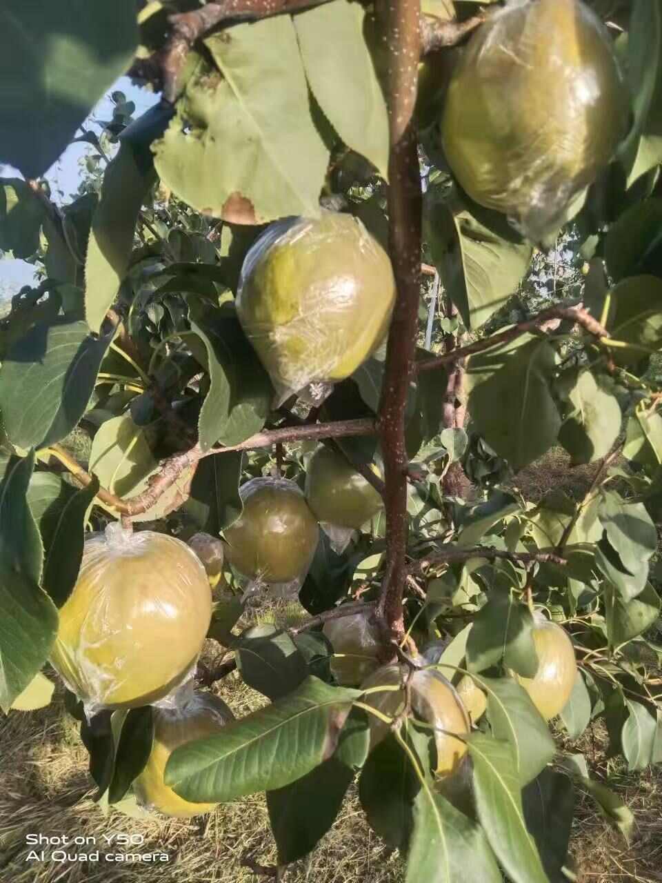 隰县玉露香梨 小西天