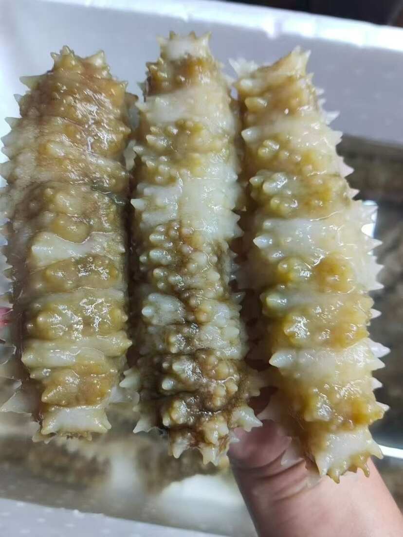 南海深海黄肉参