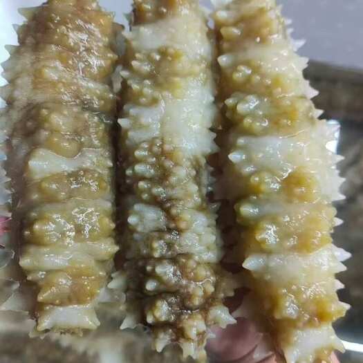 南海深海黄肉参