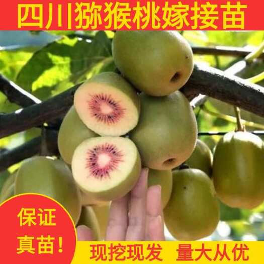 苍溪县苍溪红心猕猴桃苗原产地现挖现发猕猴桃嫁接苗正品保证
