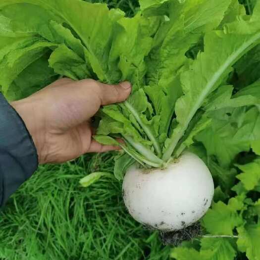 长阳县圆萝卜，可支持整车物流，按需做货