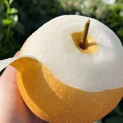 西华县秋月梨新鲜水果河南周口西华县产地发货