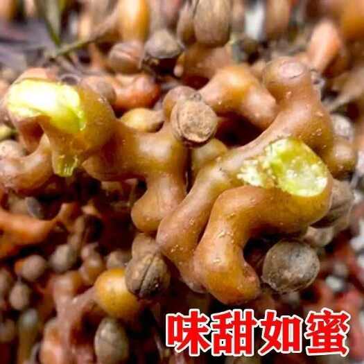 平邑县拐枣树苗特大号拐枣苗万寿果鸡爪梨金钩子苗阳台庭院南方北方种植