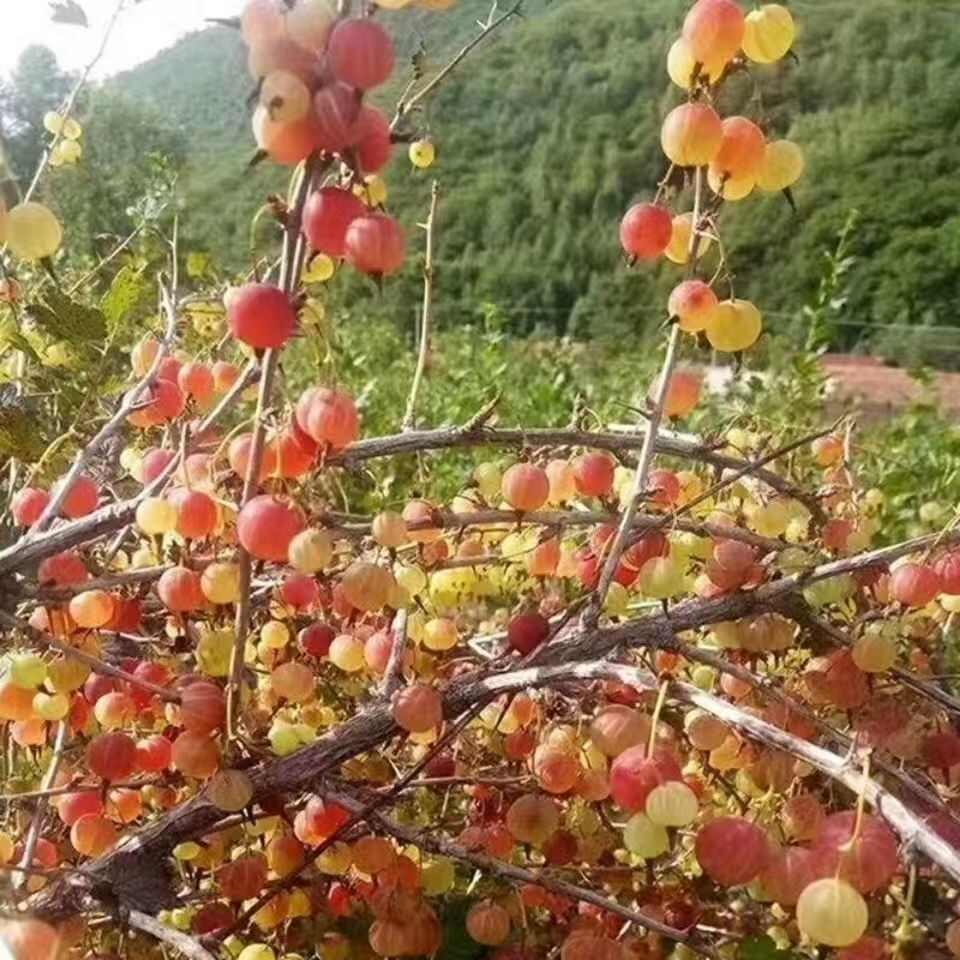 东北果树苗盆栽灯笼果苗南北方种植灯笼果树苗大果地栽水果苗包邮