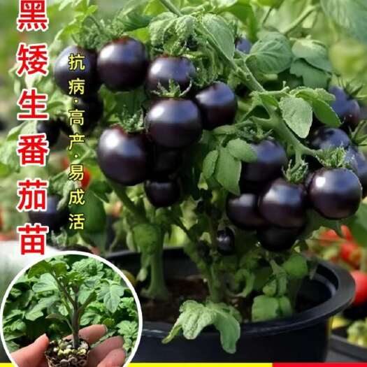 黑色盆栽番茄种子
