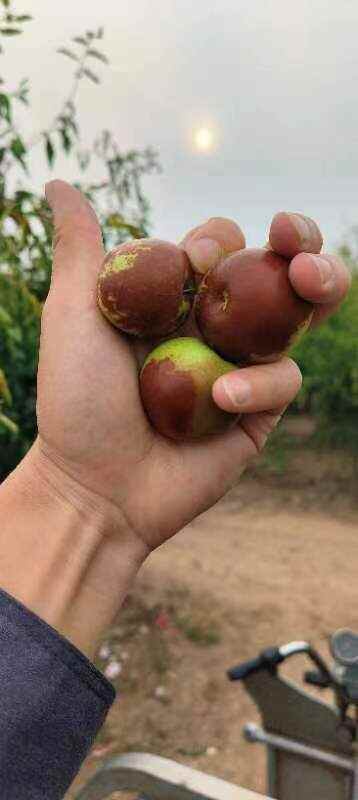 马奶枣，冬枣大量上市，支持各大平台，批发商，赶集小范。脆甜可