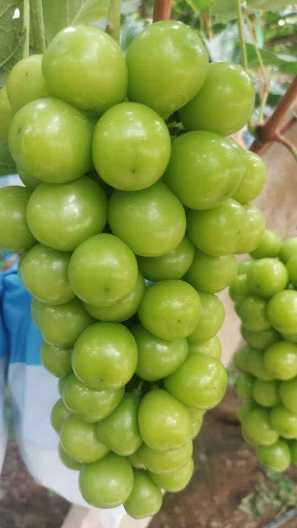 山东平邑阳光玫瑰葡萄 新鲜水果浆果类 直接发货