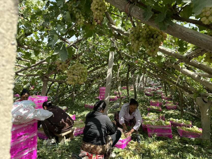 新疆木纳格葡萄人工采摘，甄选好果，产地直发，支持现场看货