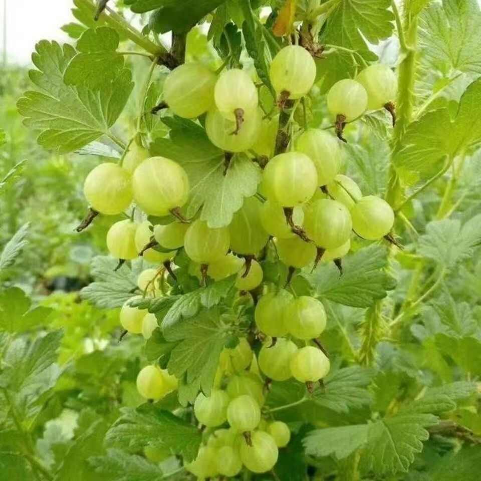 东北果树苗盆栽灯笼果苗南北方种植灯笼果树苗大果地栽水果苗包邮